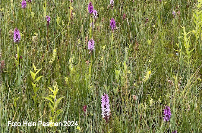 Orchideeënwandeling